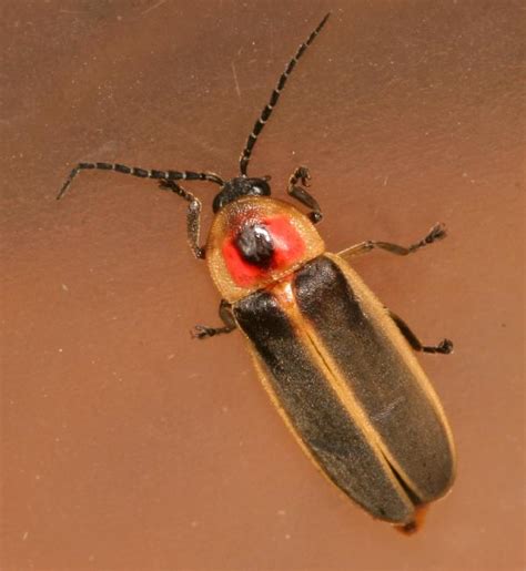 fireflies  backyard arthropod project