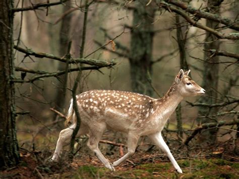 Belovezhskaya National Park, Belarus -- National Geographic