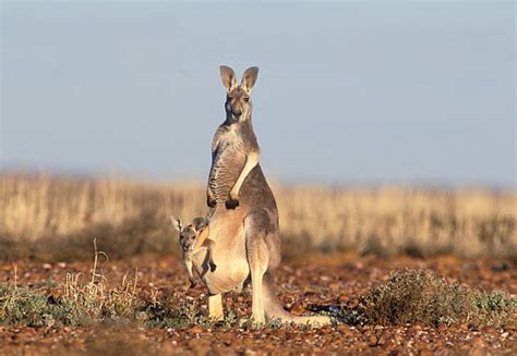 7,200+ Baby Kangaroo Stock Photos, Pictures & Royalty-Free Images - iStock