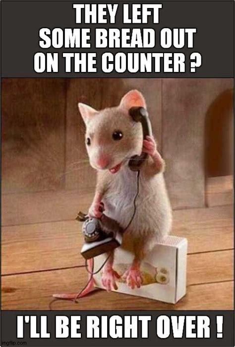 mice Memes & GIFs - Imgflip