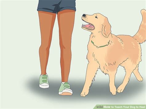 how to teach heel to a dog