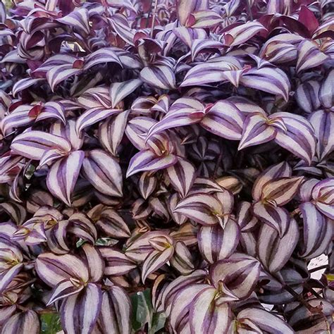 Tradescantia zebrina "Purple Tinge" (Inchplant) | Steve's Leaves