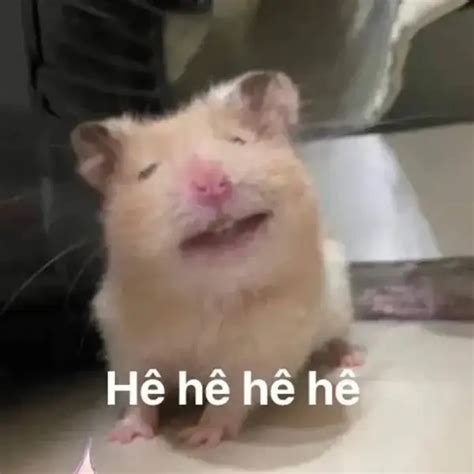 Tải về 211+ ảnh meme chuột hamster hài hước và dí dỏm nhất
