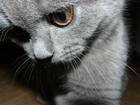 Фото Грустный котик