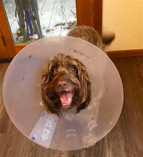 27 best r/veterinarians images on Pholder | Evette staffing CEO