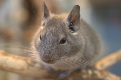 Degus - Crittery