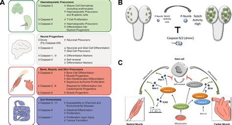 caspase roles  adult stem cells  general overview  caspase