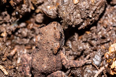 baby toad stock photo  image  amphibian animal austria