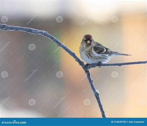 common redpoll perched   tree stock image image  ornithology