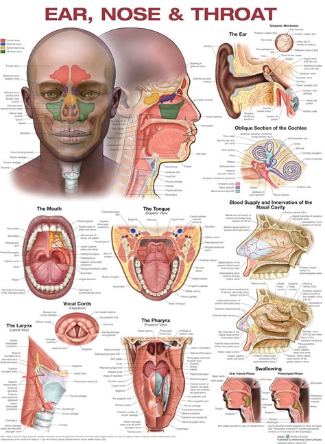 Anatomy Warehouse Body Parts of the Head and Neck - Throat