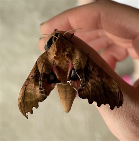 I found this moth (Blinded Sphinx Moth?) and brought her into the