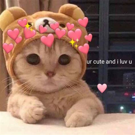 wholesome cute baby cats cute memes funny cute cats