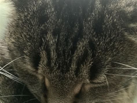 m cats forehead 6