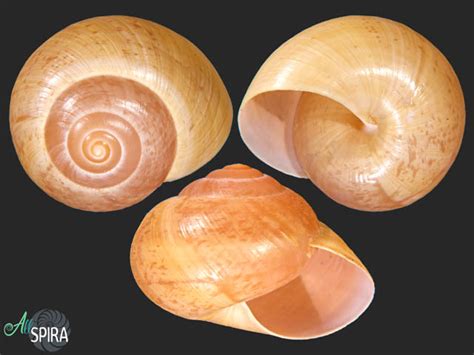 Asperitas abbasi - Allspira