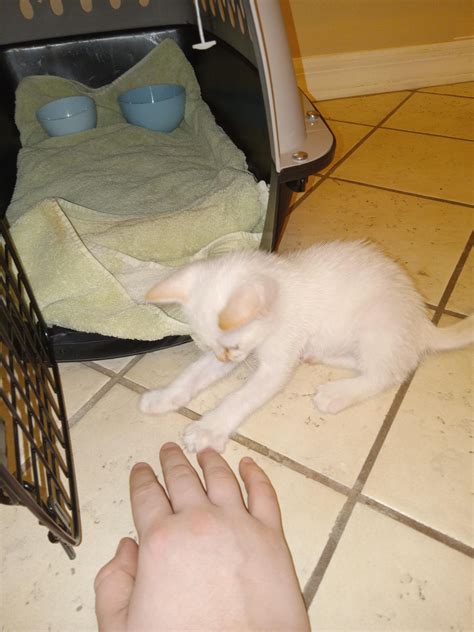 (TW-Fleas) Rescued this little girl from some people raising kittens