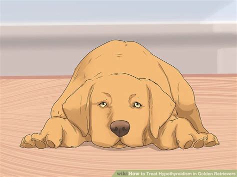 How to Treat Hypothyroidism in Golden Retrievers: 11 Steps