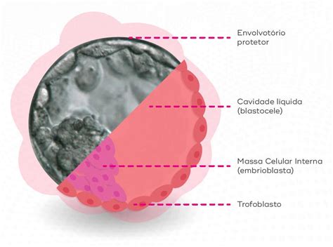 O Que É Um Blastocisto - Blastocisto: entenda a sua importância para a Fertilização In Vitro