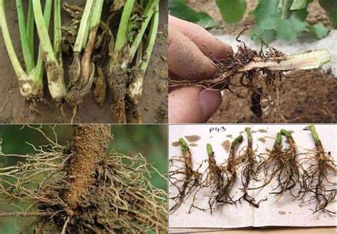 Root rot | How to Identify, Causes and How to Control