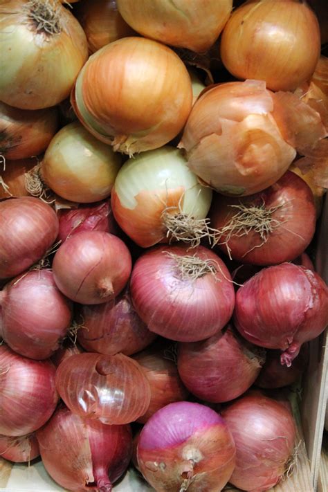 Hortalizas Frutas Y Plantas Comestibles Jardineria Practica 1