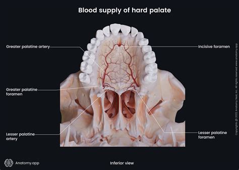 Hard Palate Bones