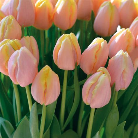 Tulipa 'Mango Charm' - Albrecht Hoch OHG