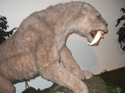 Saber Tooth Tiger Habitat – Where did the Saber Tooth Tiger Live