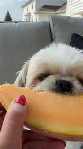 Did You Know Cantaloupe Is a Good Source of Potassium and Fiber for Dogs?