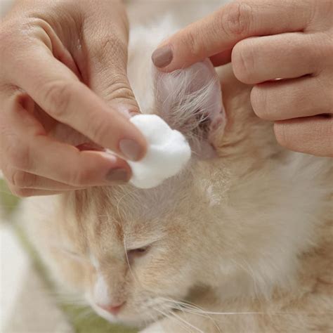 How to Clean Cat Ears: Step-by-Step Instructions | BeChewy