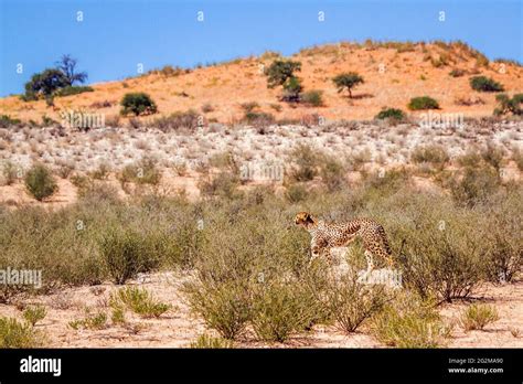 cheetah walking  desert scenery  kgalagadi transfrontier park