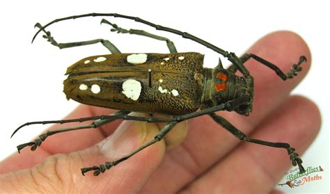 Batocera celebiana SULAWESI - World of Butterflies and Moths