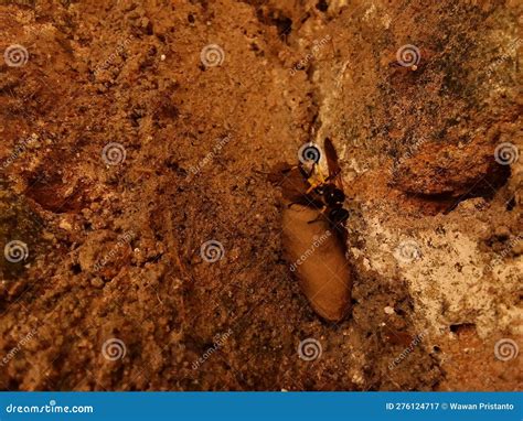 Mud wasp nest on the wall. stock image. Image of madu - 276124717