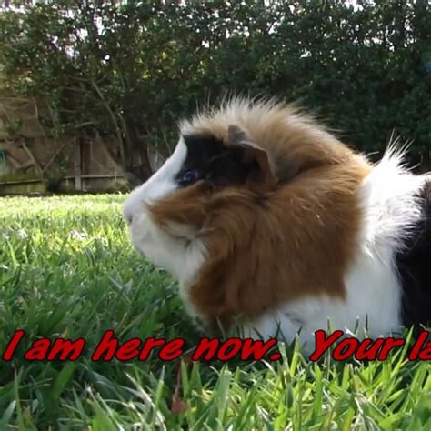 Guinea Pig Videos With A Story To Tell – Lafeber Co. – Small Mammals