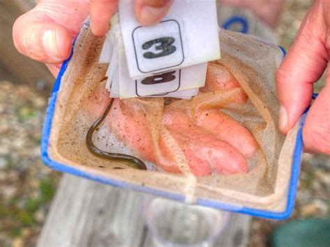 Fish Monitoring - Woonasquatucket River Watershed Council