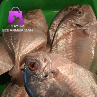 jual ikan kuwe terlengkap harga terbaru september  shopee indonesia