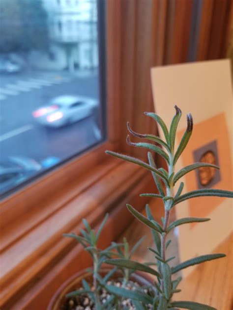 Brown tips on my rosemary plant, help! : r/gardening