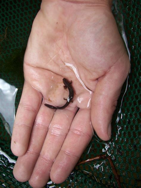 Our Herp Class: Mudpuppy (Nectorus maculosus)