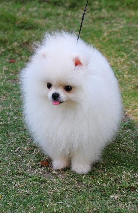 Cute Dogs: Pomeranian dog