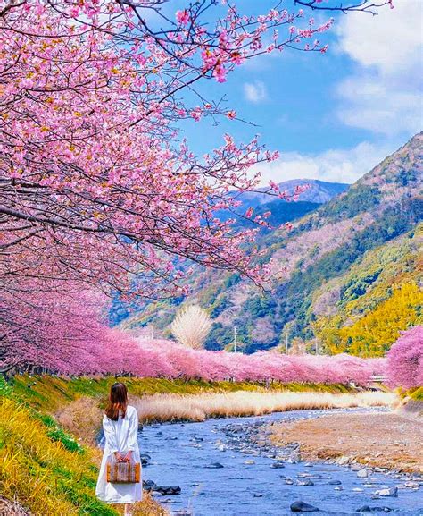 [Spring Cherry Blossom Limited] Kawazu Early Cherry Blossoms & Kawazu