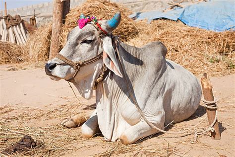 140+ Indian Brahman Cow Stock Photos, Pictures & Royalty-Free Images ...