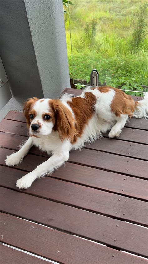 male purebred cavalier king charles spaniel stud stud dogs australia