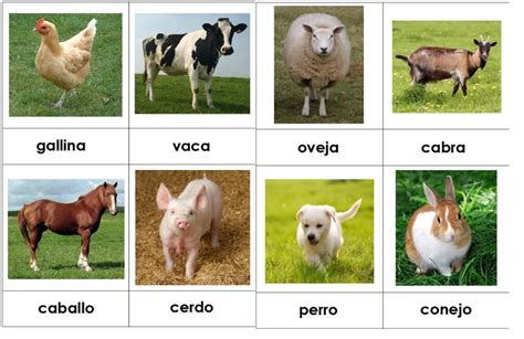 flash animales | Tarjeta del flash, Fichas de animales, Tarjetas de ...