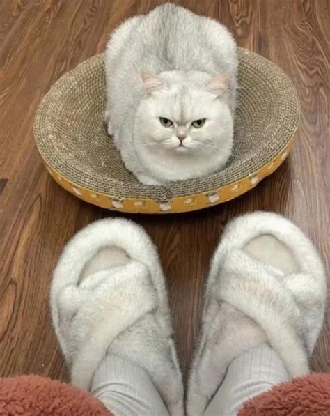 тапки :: котэ (прикольные картинки с кошками) / смешные картинки и ...