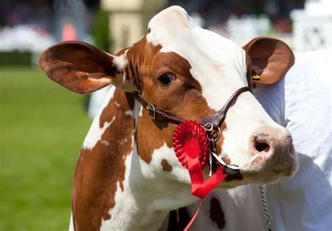 Brown And White Cow Breeds: Top 10 Breeds – Savvy Farm Life