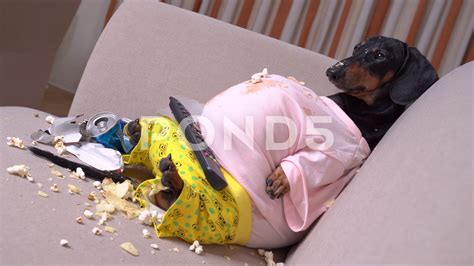 Overweight Dachshund