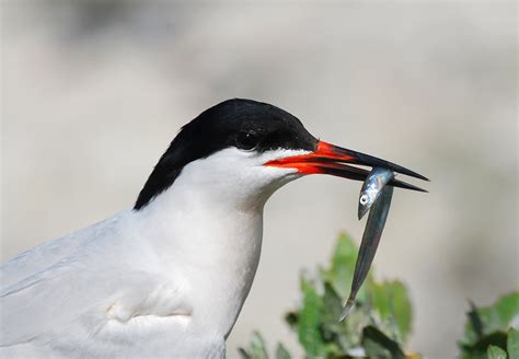 The RSPB: Roseate Terns - Diet