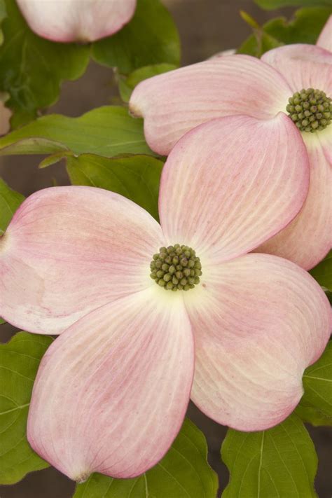 Stellar Pink® Dogwood | Pink dogwood, Trees to plant, Dogwood blooms