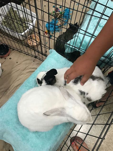 Petsmart near me open now searches are spiking this holiday weekend 27