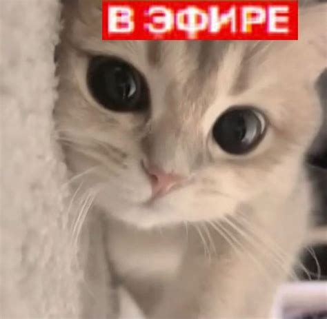 Создать мем "котики милашки, милые котики, кошка" - Картинки - Meme ...