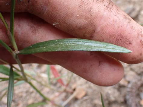 Polygonum douglasii (Douglas’s Knotweed) - FSUS