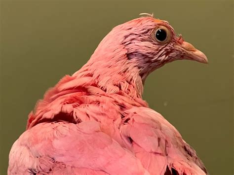 A pigeon dyed pink has died from its ordeal : NPR